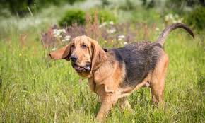 All You Need to Know About the Bloodhound Dogs