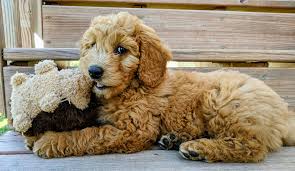 All You Need To Know About Other Goldendoodle Dogs