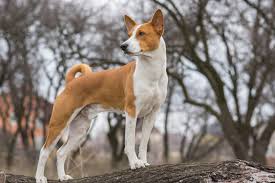 All You Need to Know About the Basenji Dogs