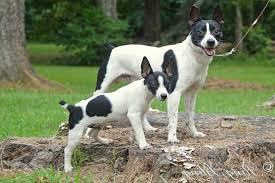 All you need to know about Rat Terriers