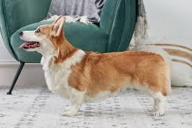 All you need to know about the Corgi Dogs