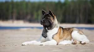 All you need to know about the Akita Dogs 