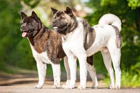 All You Need To Know About the Akita Dogs