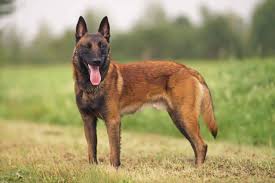Malinois Dogs: Description and Complete Care Guide Malinois Dogs: Description and Complete Care Guide