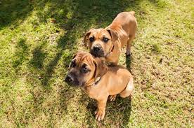 Boerboel Dogs: Description and Complete Care Guide 