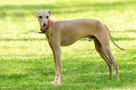 Italian Greyhound Dogs: Description and Complete Care Guide