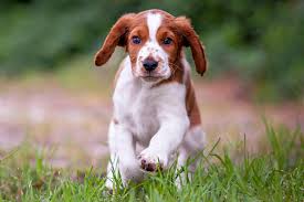 Springer Spaniel Dogs: Description and Complete Care Guide 
