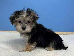 Morkie Dogs: Description and Complete Care Guide