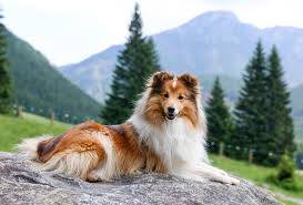 Shetland Sheepdog: Description and Complete Care Guide 