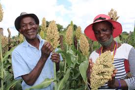 Millet and Sorghum Harvesting