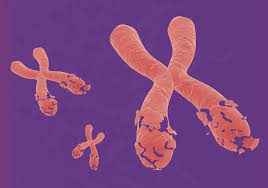 Animal Segregation Analysis: Complex Segregation Analysis Animal Segregation Analysis: Complex Segregation Analysis