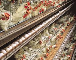 Important Considerations in Rearing Poultry Chickens