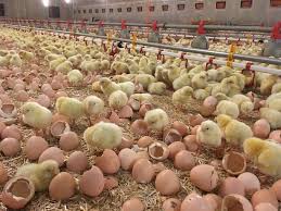 Nutrient Requirements of Poultry/Chickens