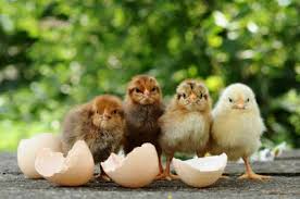 Nutrient Requirements of Poultry/Chickens Nutrient Requirements of Poultry/Chickens