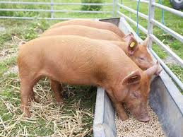 Types of Pig Feeds and When to Feed Each