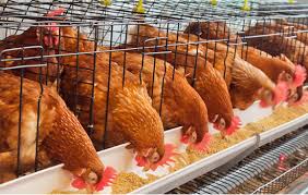 Best Feeding Practices in Poultry Farming Business