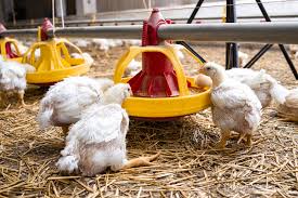 Feeds and Feedings in Poultry Production