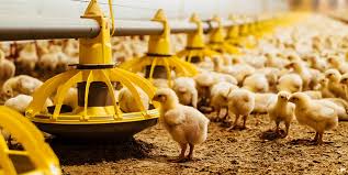 Feeds and Feedings in Poultry Production Feeds and Feedings in Poultry Production