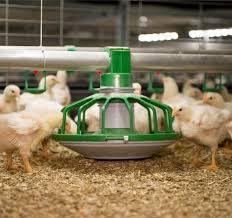 Classification of Feed Ingredients in Poultry Feed Production