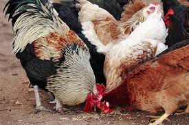 Classification of Feed Ingredients in Poultry Feed Production