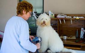 Labradoodle Dogs: Description and Complete Grooming Care Guide