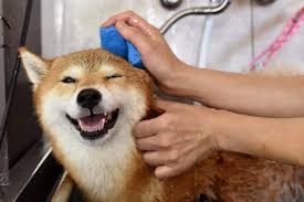 Shiba Inus Dogs: Description and Complete Grooming Care Guide Shiba Inus Dogs: Description and Complete Grooming Care Guide