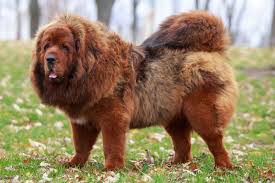 Tibetan Mastiff Dogs: Description and Complete Grooming Care Guide