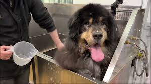 Tibetan Mastiff Dogs: Description and Complete Grooming Care Guide