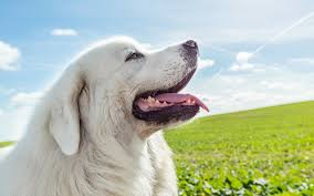 Great Pyrenees Dogs: Description and Complete Grooming Care Guide