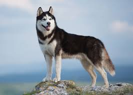 Siberian Husky (Huskies) Dogs: Description and Complete Grooming Care Guide