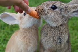 Feeding Tips for Rabbits