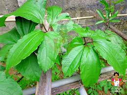 Ugu Vegetable (Telfairia occidentalis) Production Guide