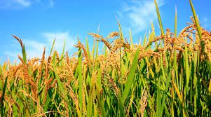 Importance and Health Benefits of Rice (Oryza sativa)