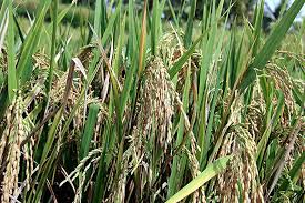 Importance and Health Benefits of Rice (Oryza sativa)