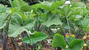 Cocoyam Farming (Colocasia esculenta): Complete Growing Guide for High Yields