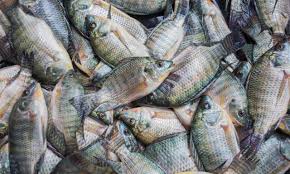 How to Start a Tilapia Fish Farm (Tilapia Culture) to Maximize Profits