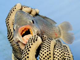 How to Start a Tilapia Fish Farm (Tilapia Culture) to Maximize Profits How to Start a Tilapia Fish Farm (Tilapia Culture) to Maximize Profits