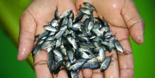 Guide on How to Raise Tilapia Fishes for Profits Guide on How to Raise Tilapia Fishes for Profits