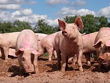 Pig Farming Step-by-Step Beginners Guide