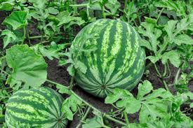 The Environment That Watermelon Grow Best In The Environment That Watermelon Grow Best In