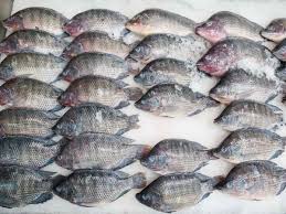 How to Start Tilapia Fish Farming for High Performance