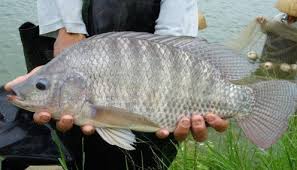 How Do You Start a Tilapia Farm? Find Out