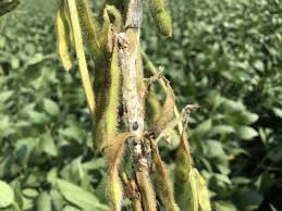 White Mold Disease on Beans Production: Identification & Control