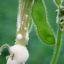 White Mold Disease on Beans Production: Identification & Control