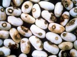 Six (6) Dry Beans Principles of Disease Management