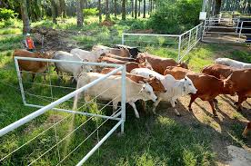 Methods of Genetic Improvement in Livestock Breeding