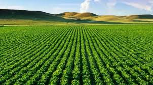 MonoCulture: Types, Advantages and Disadvantages