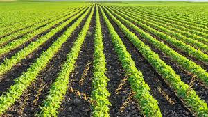 MonoCulture: Types, Advantages and Disadvantages