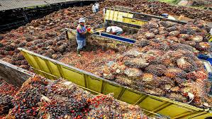 Modern Method of Oil Palm Cultivation