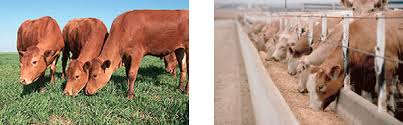 Intensive System of Livestock Production Intensive System of Livestock Production